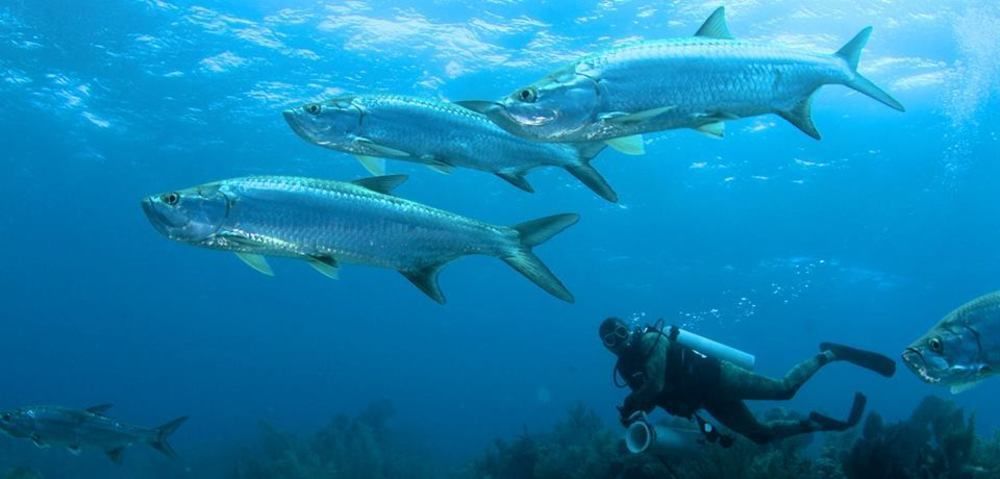 Isla Marisol Resort المظهر الخارجي الصورة