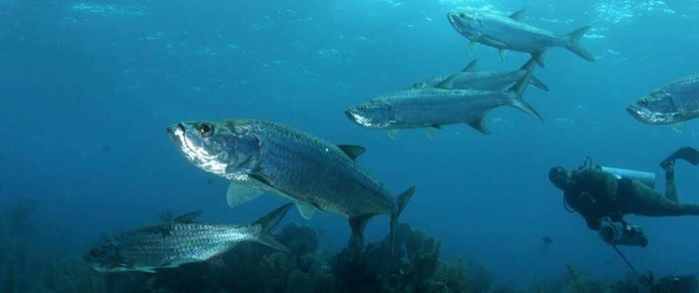 Isla Marisol Resort المظهر الخارجي الصورة